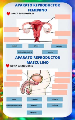 El aparato reproductor