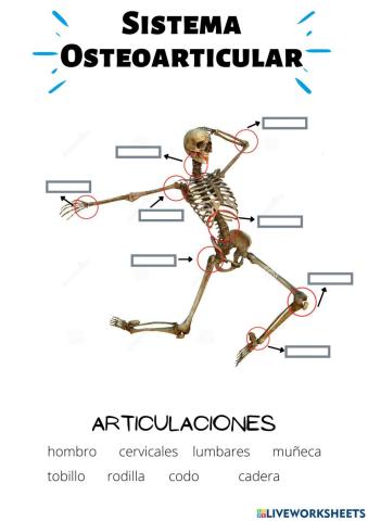 Sistema osteoarticular