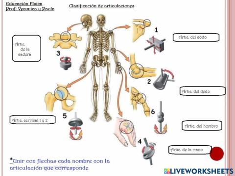 Clasificación de articulaciones