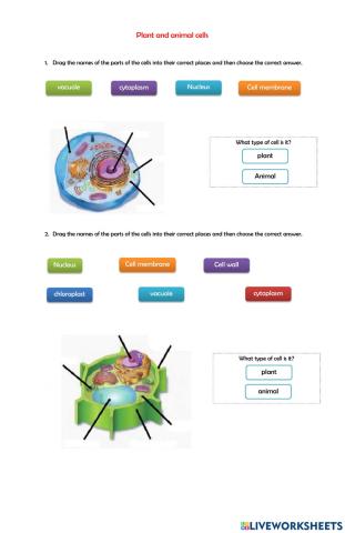 Plant and animal cells