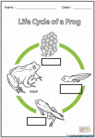 Science year 2 life cycley