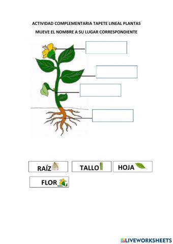 Las partes de las plantas