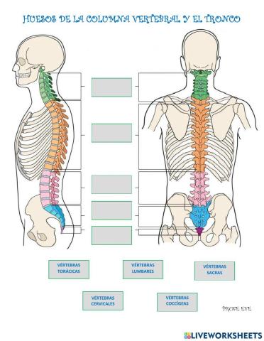 Huesos del Esqueleto Axial