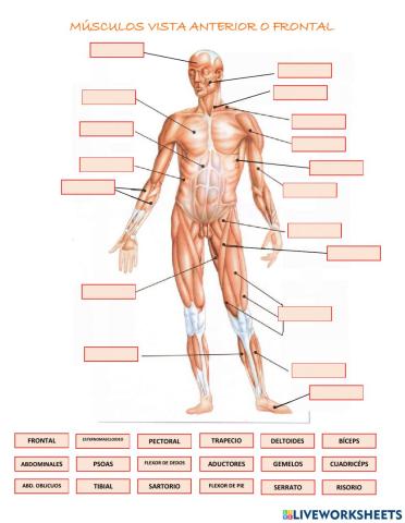 Músculo Vista Anterior o Frontal