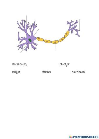 Neuron