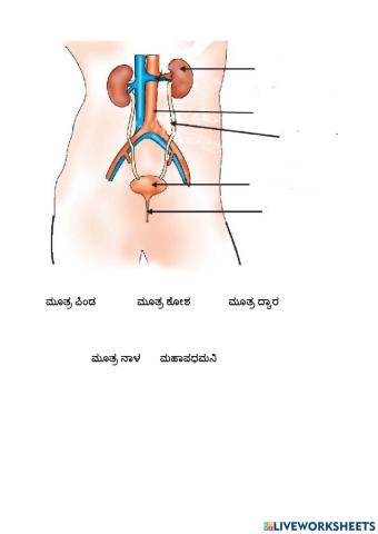 Excretory system in man -ಮನುಷ್ಯನ ವಿಸರ್ಜನಾಂಗವ್ಯೂಹ