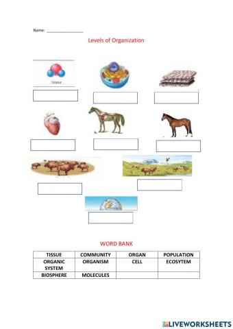 Levels organization