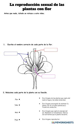 Reproducción sexual de las plantas con flor