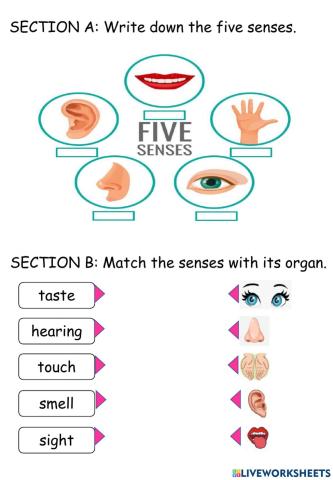 Year 1 (Unit 4) - Humans (Human Senses & Its Organ)