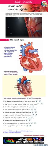 මිනිස් හෘදයේ ව්‍යූහය