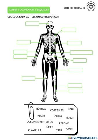 Aparell locomotor - l'esquelet