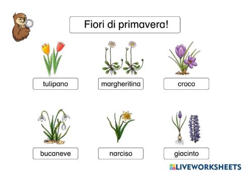 Fiori di primavera