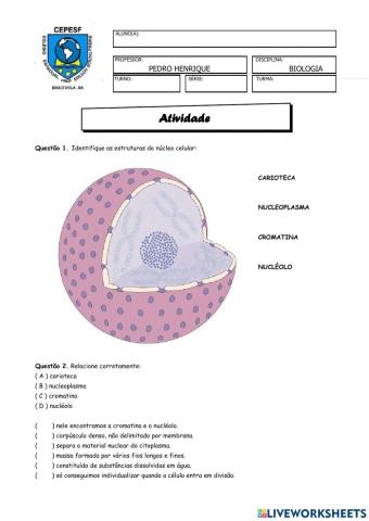 Núcleo e a síntese de proteínas