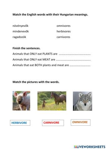 Herbivores, omnivores and carnivores