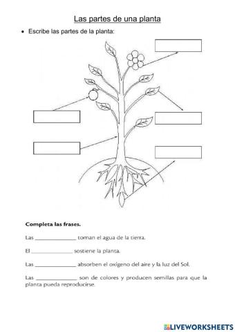 Las partes de una planta