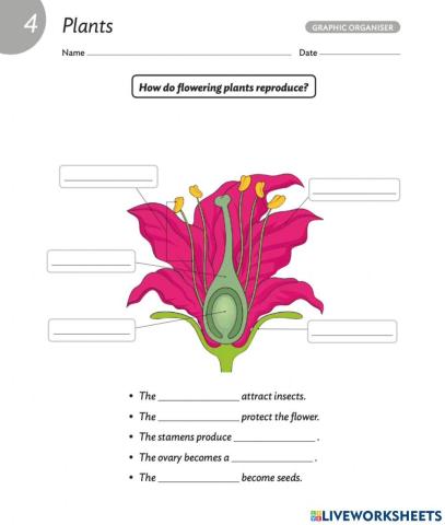 Parts of the flower