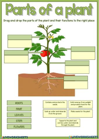 Parts of a plant