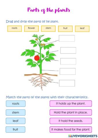 Parts of the plant