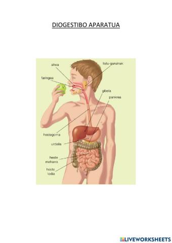 Digestibo aparatua