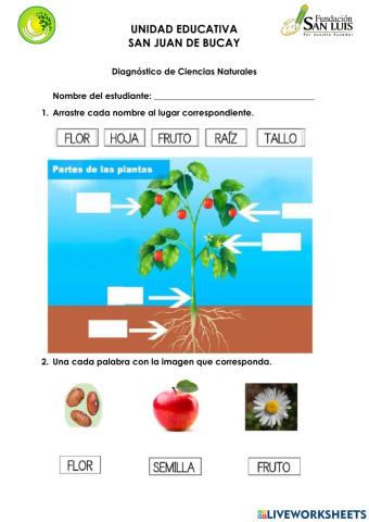 Diagnostico de CCNN