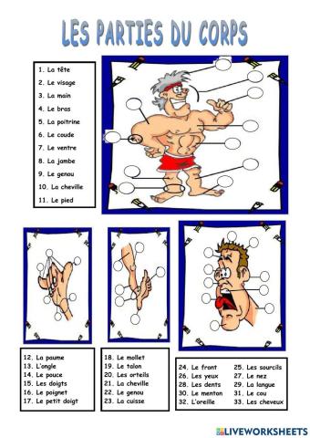 Les parties du corps