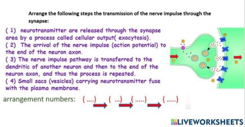 Synapses