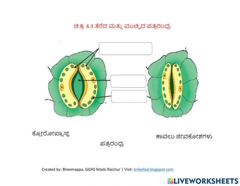 ತೆರೆದ ಮತ್ತು ಮುಚ್ಚಿದ ಪತ್ರರಂಧ್ರ