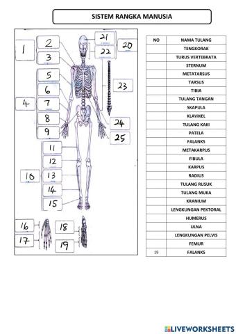 Sistem rangka manusia