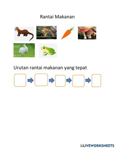 Rantai makanan