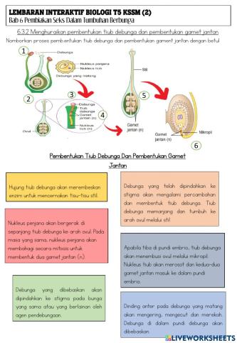 Biologi tingkatan 5 kssm bab 6 Pembiakan Seks dalam Tumbuhan Berbunga