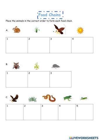 Food Chains