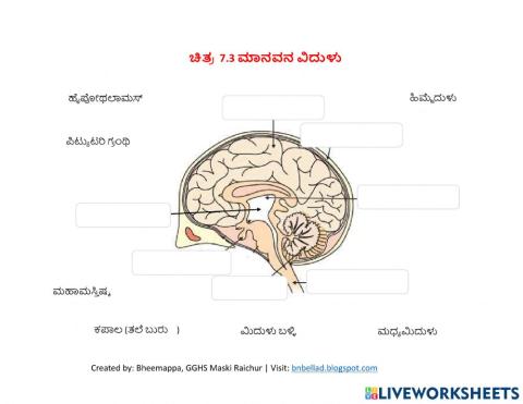 ಮಾನವನ ವಿದುಳು