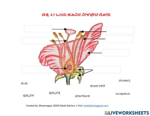 ಒಂದು ಹೂವಿನ ನೀಳಛೇದ ನೋಟ