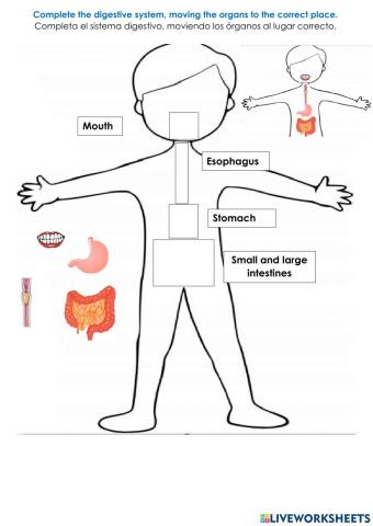 Digestive system