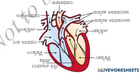 ಹೃದಯದ ಭಾಗಗಳು