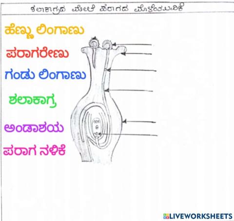 ಶಲಾಕಾಗ್ರದ ಮೇಲೆ ಪರಾಗದ ಮೊಳಕೆ