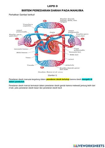 LKPD 4 Peredaran Darah Manusia