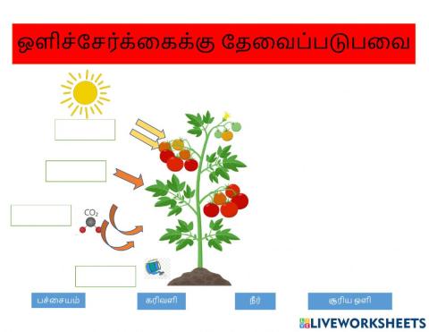 Teacher vickneshwari science y4