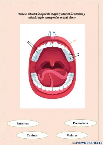 Los dientes