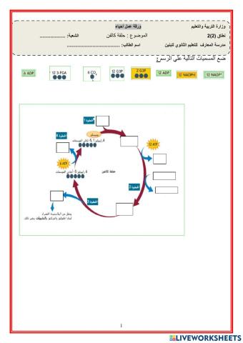 حلقة كالفن