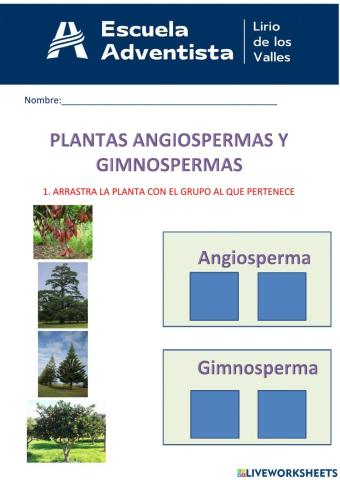 Angiospermas y gimnospermas