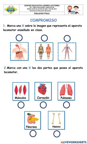 Aparato Locomotor