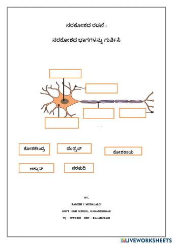 Structure of neuron