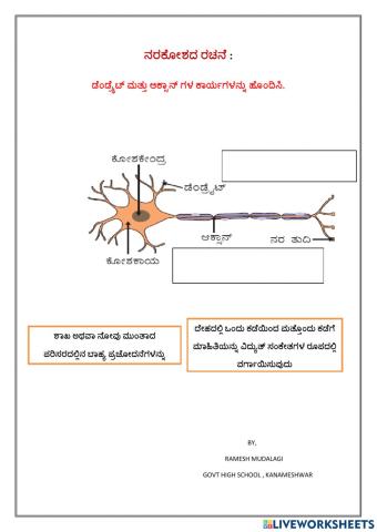 Function of neuron