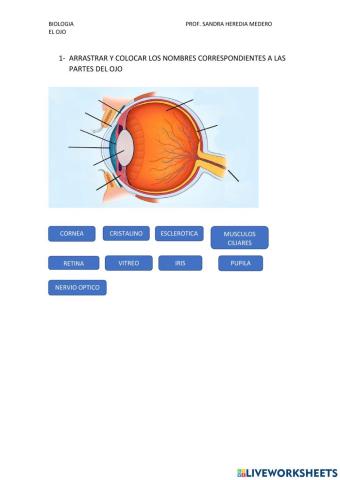 El ojo humano