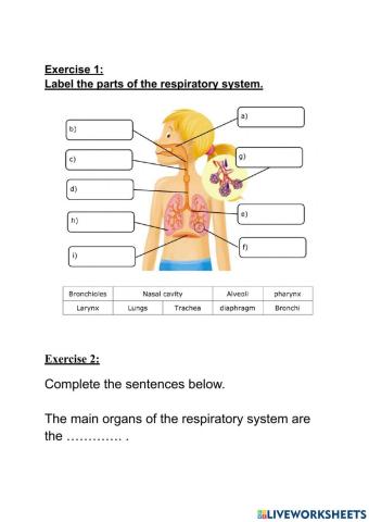 Respiratory system