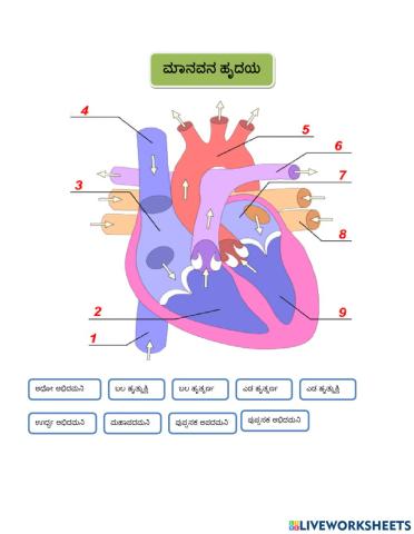 ಮಾನವನ ಹೃದಯದ ರಚನೆ