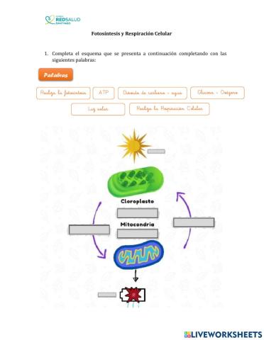 Fotosíntesis y Respiración Celular