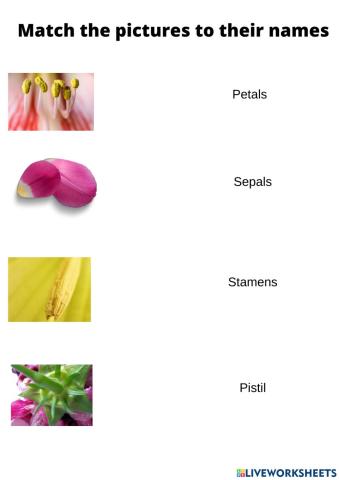 Parts of the flower