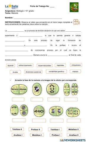 Meiosis